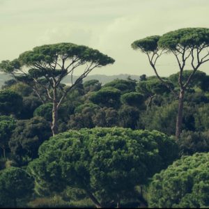 JULIEN DRACH Pin Parasol